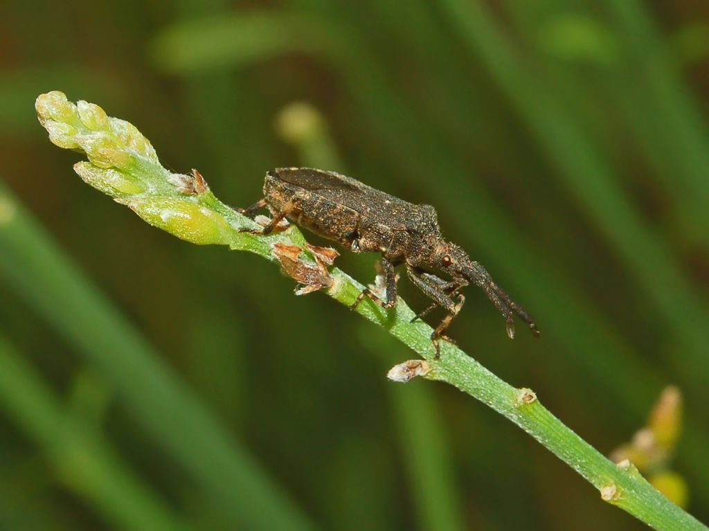 Coreidae: Bothrostethus annulipes della Liguria